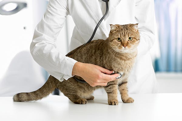 Health Check for Cats: How Often Should You Take Your Cat to the Vet