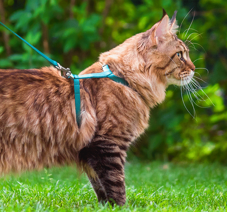 Walking the Cat – A Touch of Freedom or Torture?