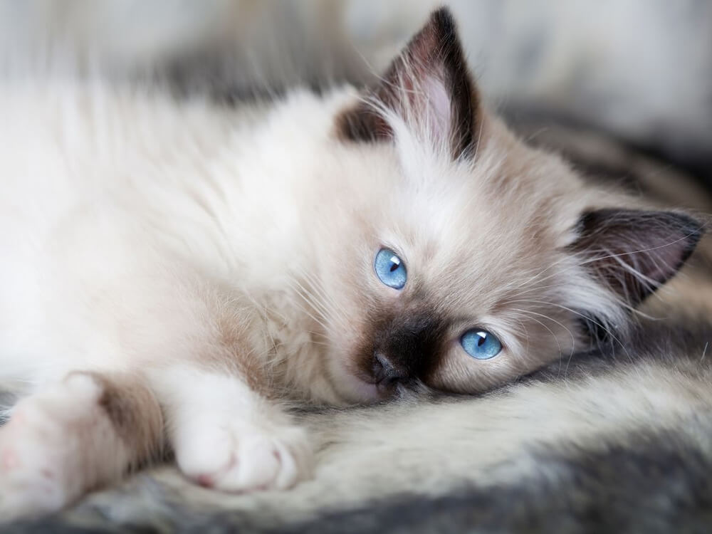 Everything You Need to Know about Ragdoll Cat Breed