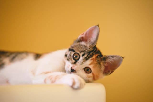 Is It Better to Travel with Cat or Leave Cat at Home?